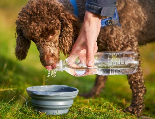 3 Simple Tips on How to Keep Your Dog Hydrated & Happy