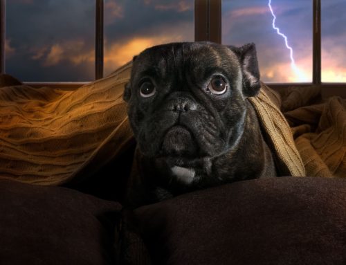 A Guide To Making Your Dog Feel Safe During Thunderstorms